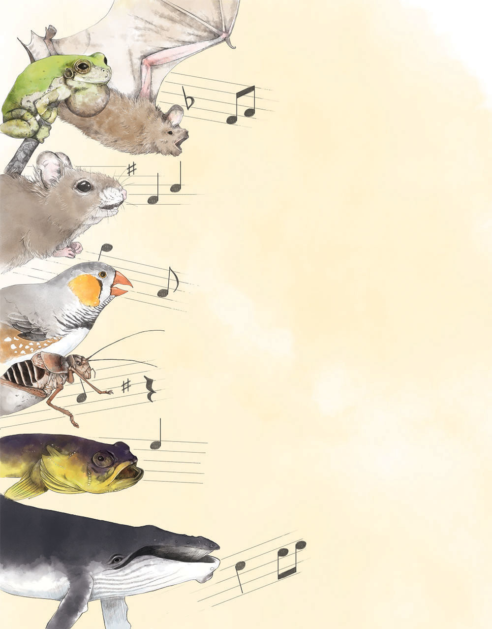 animal songs illustration