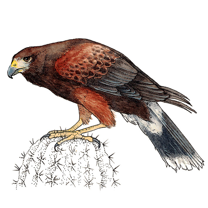 harris hawk painting watercolor