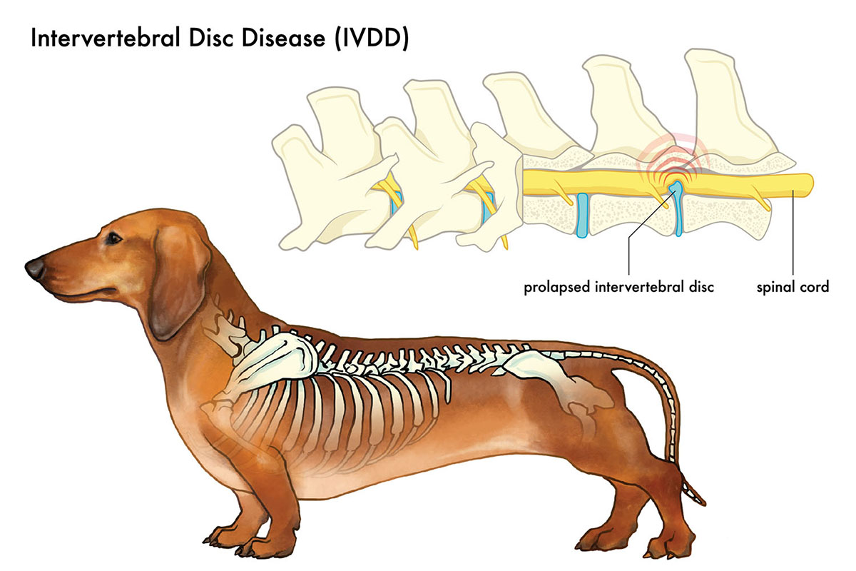 IVDD in dogs illustration