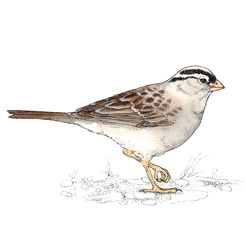 white crowned sparrow painting watercolor