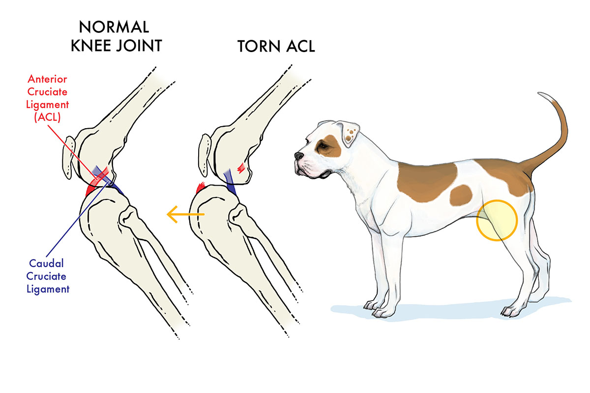 Common Canine Disorders - Image 2