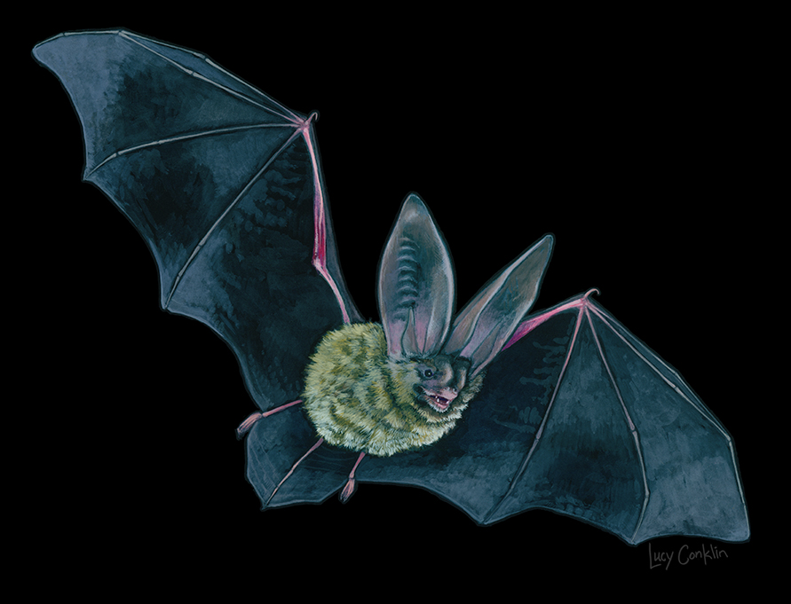 Townsend's Big-Eared Bat