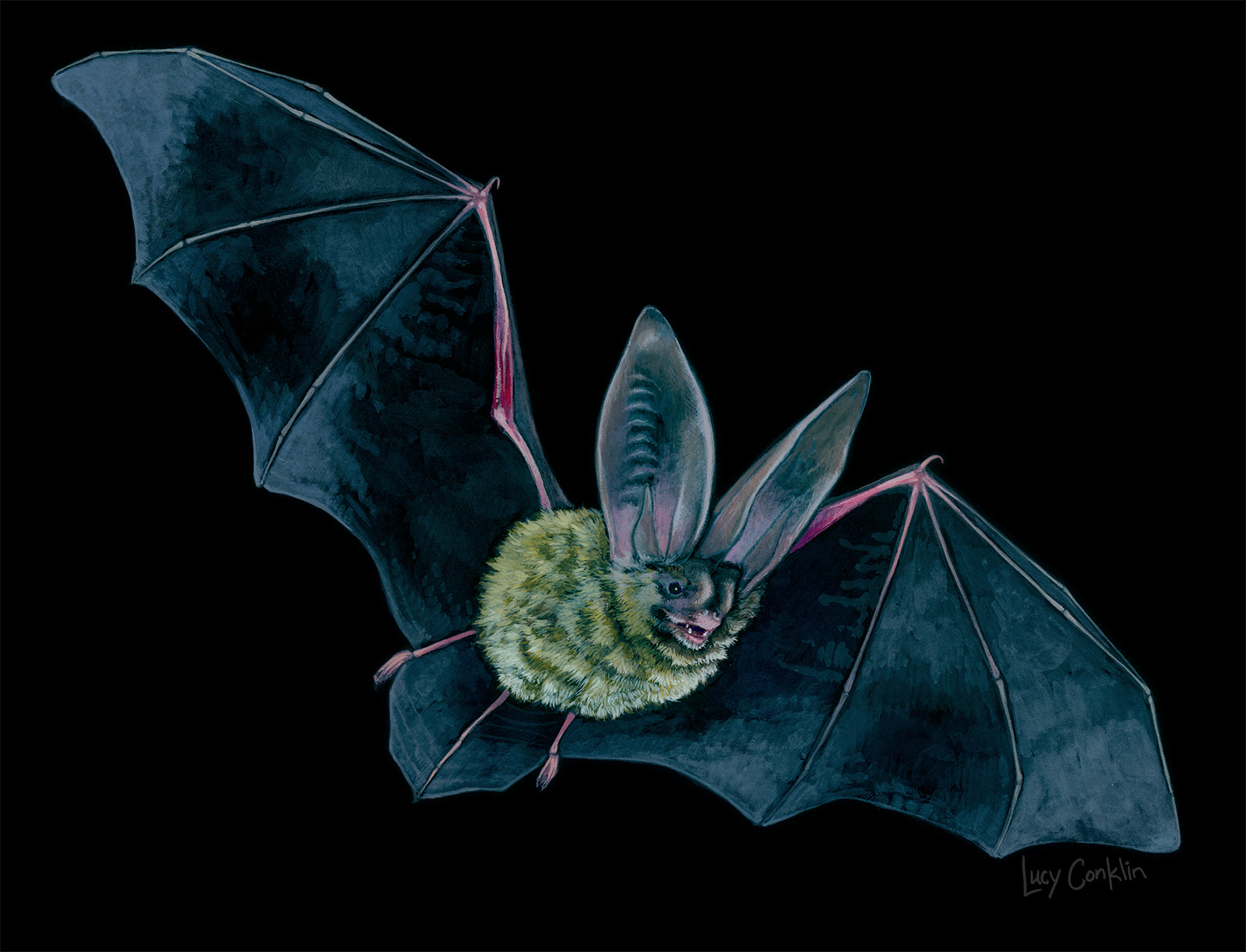 Townsend's Big-Eared Bat