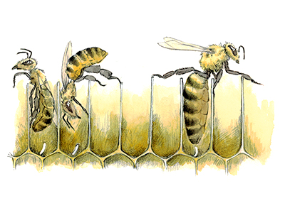 Maintaining Cooperation