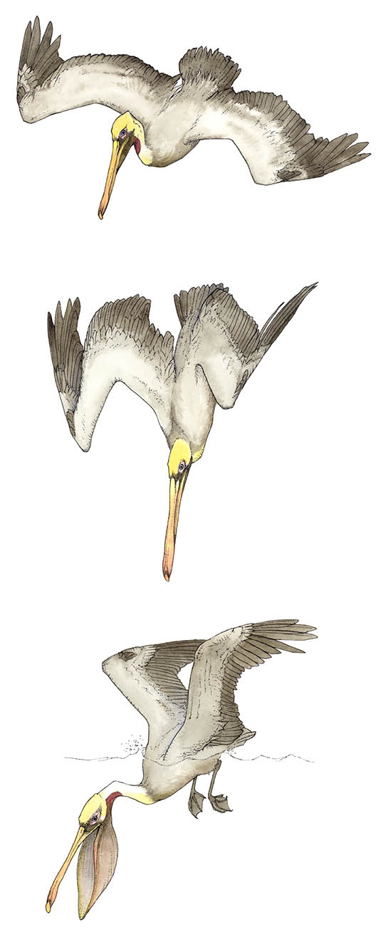 Diving Pelicans
