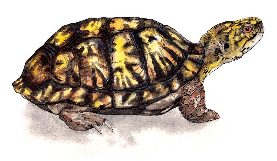 Eastern Box Turtle
