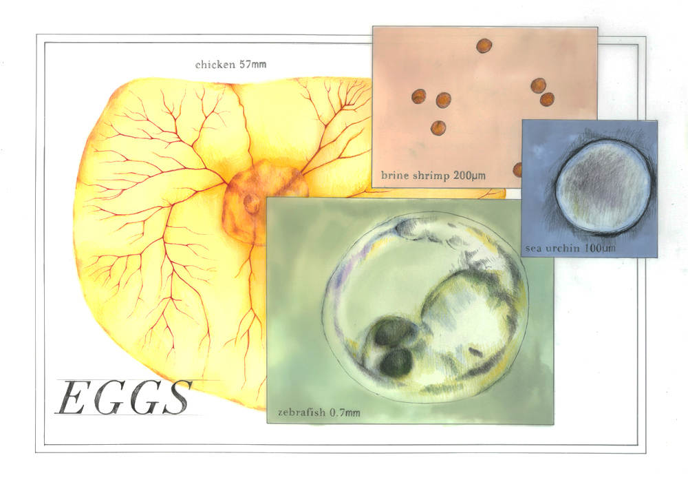 Interpreting the Lab