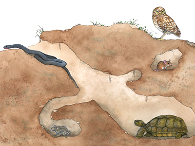 Gopher Tortoise Burrow