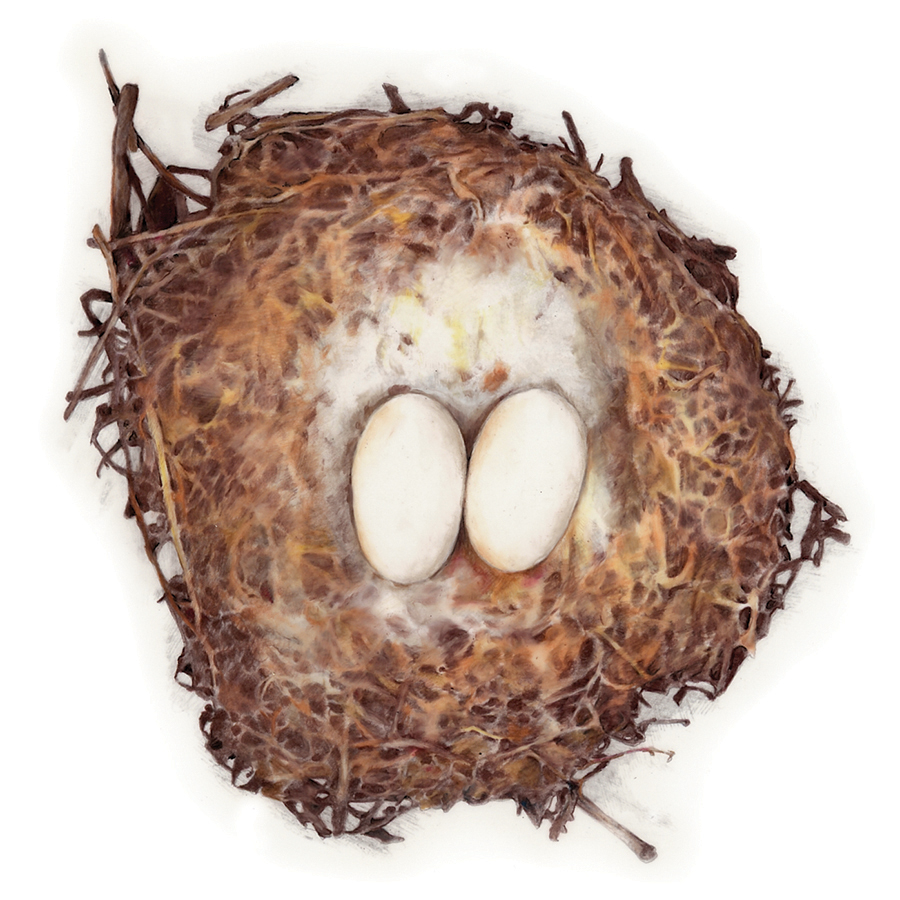 Nests - Image 3