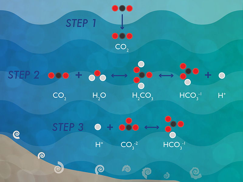 Ocean Acidification