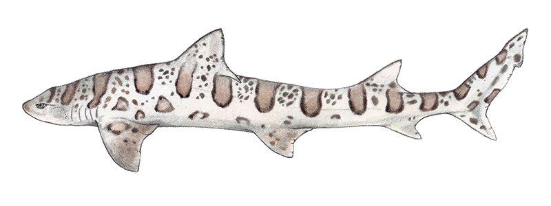 Leopard Shark