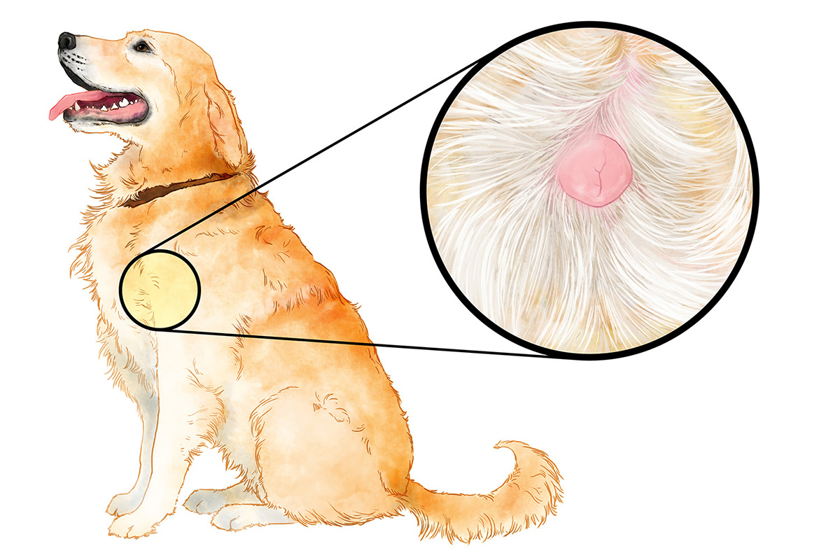 Common Canine Disorders - Image 3