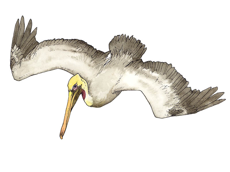 Diving Pelicans