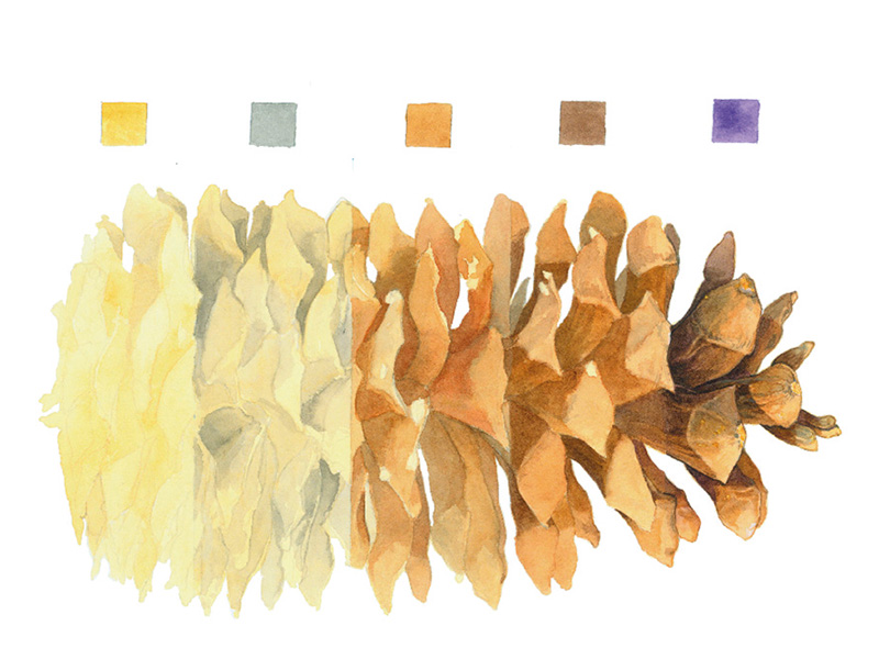 How to Draw Pinecones