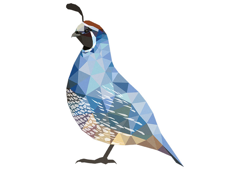 Quail Logo