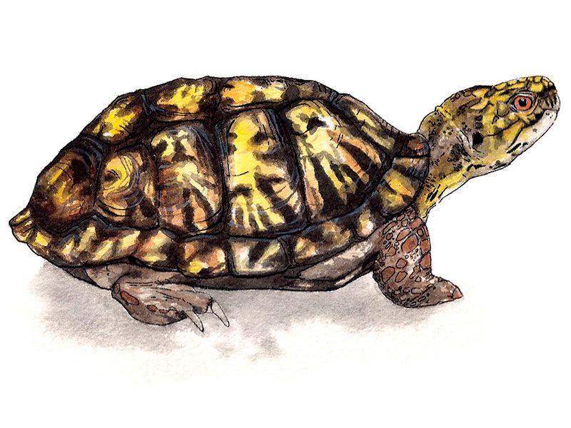 Eastern Box Turtle